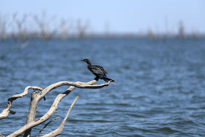 Bird perching on a sea