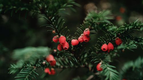 Close-up of red berries growing on tree