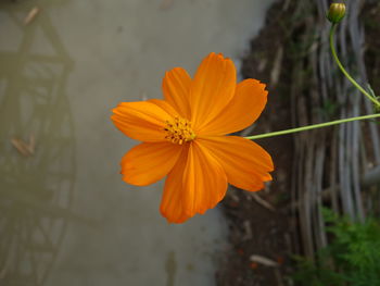 Close-up of orange flower blooming outdoors