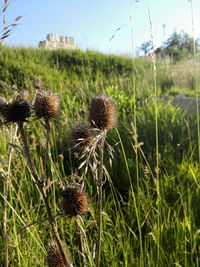 Close-up of thistle on field against sky