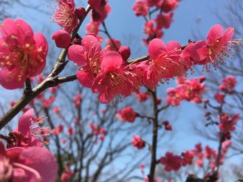 Close-up of pink flowers on branch