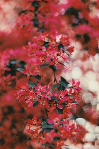 Close-up of pink cherry blossoms