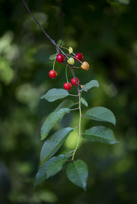 Close-up of red berries growing on tree