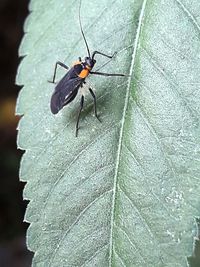 Close-up of insect on leaf