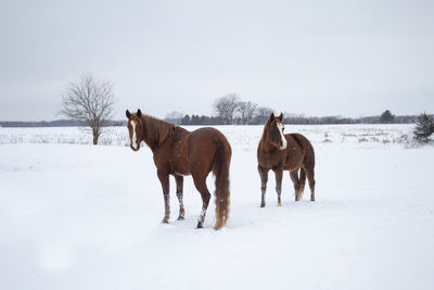 Horses on snow covered land