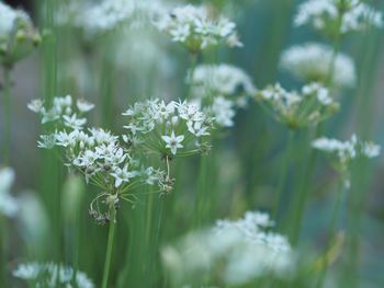 Close-up of white flowering plant