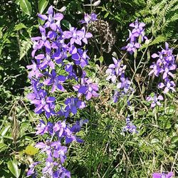 Purple flowers