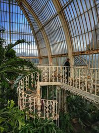 Woman standing in greenhouse