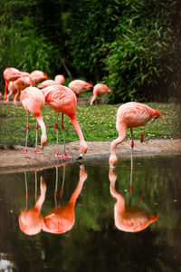 Pink flamingos in nature. a group of pink flamingos hunting in the pond, hong kong, china