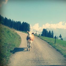 Cow standing on road against sky during sunny day