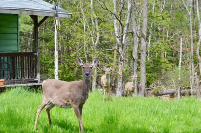 Scenic deer photos