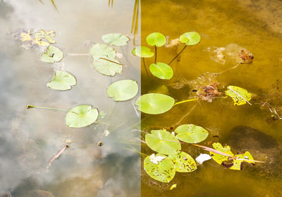 High angle view of leaves floating on lake