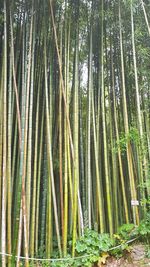 Bamboo trees in forest