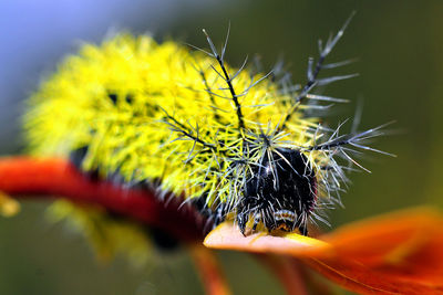 Close-up of fly on flower