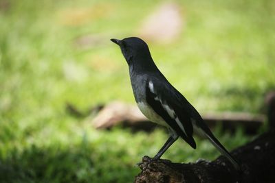 Close-up of bird perching on a land