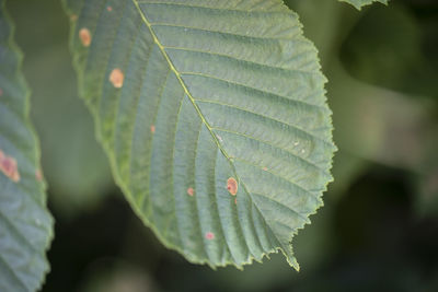 Close-up of fresh green leaves