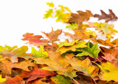 Close-up of maple leaves