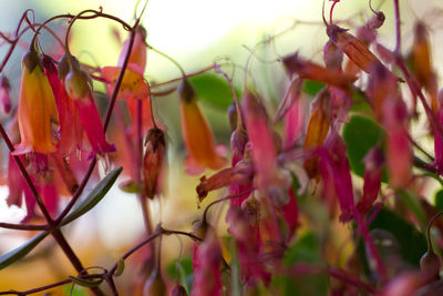 Close-up of pink flowering plants