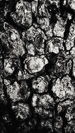 Full frame shot of tree