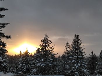 Snow covered pine trees against sky during sunset