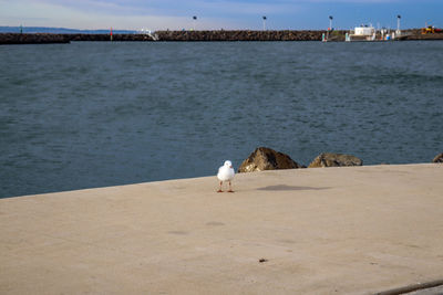 Seagull on the pier