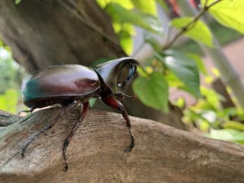 Close-up of insect on tree