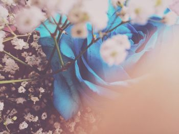 Close-up of flowers