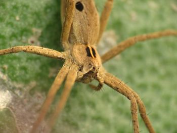 Close-up of spider on rusty metal