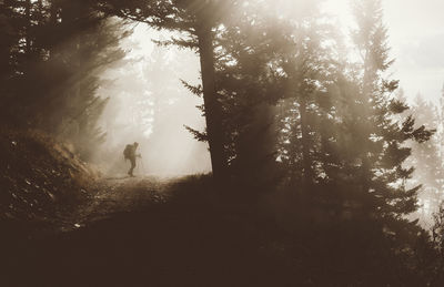 Side view of backpacker standing in forest during foggy weather