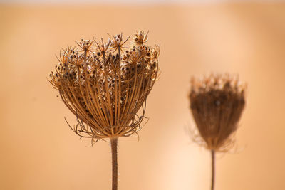 Close-up of dried plant