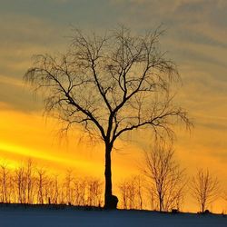 Bare trees on snow covered landscape