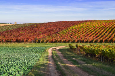 Grapes vines change colors of leaves in autumn - colorful grapes vine landscapes in autumn