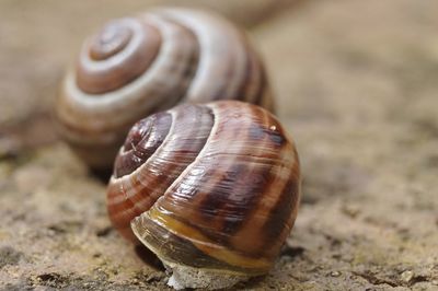 Close-up of snail