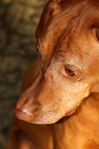 Close-up of dog