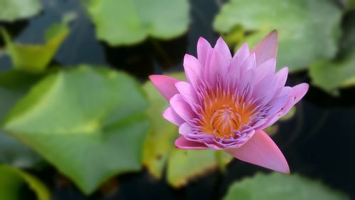 Close-up of pink water lily in pond