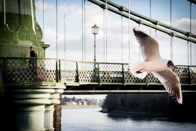 View of birds in flight