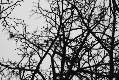 Low angle view of bare tree against sky