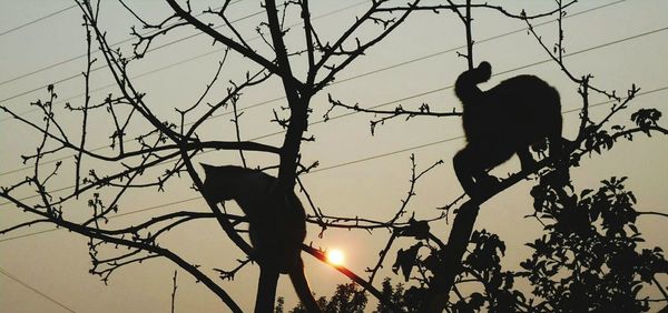 Low angle view of silhouette bird perching on tree against sky