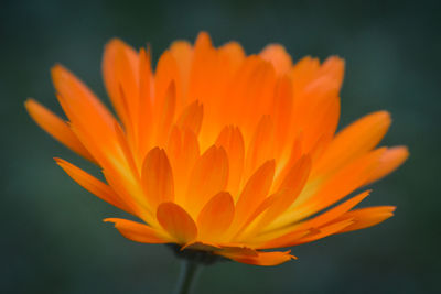 Close-up of yellow flower blooming outdoors