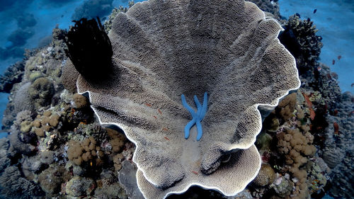 Close-up of fish underwater
