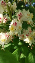 Close-up of white flowering plant