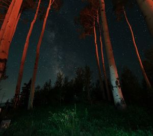 Low angle view of trees against sky at night