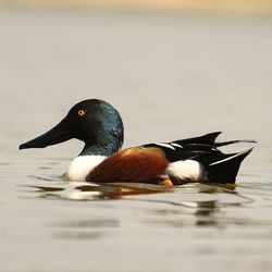 Close-up of duck swimming in lake