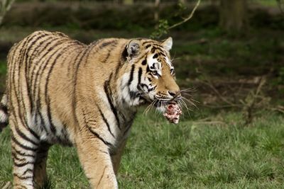 Tiger in a field
