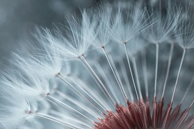 Beautiful dandelion flower in spring season