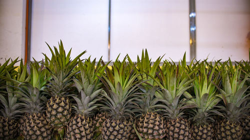Close-up of pineapples at market