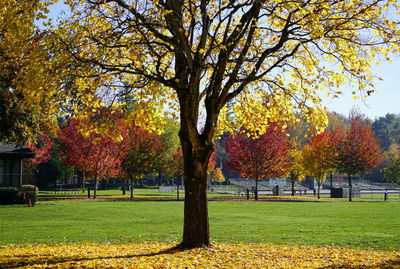 Trees in park during autumn