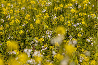 Close-up of yellow flowering plants on field