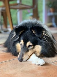 Sheltie side portrait