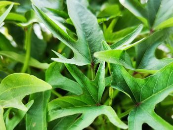 Full frame shot of green leaves